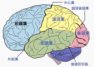 脳マップ